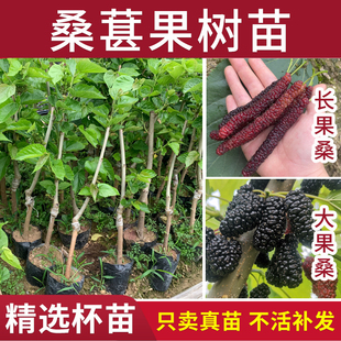 桑葚果树桑果四季台湾大十长果大果桑子盆栽庭院阳台高产水果苗木