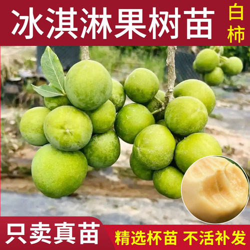白柿冰淇淋果树苗嫁接庭院阳台带土叶纯甜南方种正宗新品种柿树木