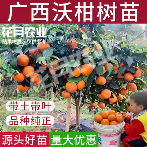 广西沃柑树苗嫁接无核籽柑橘树苗