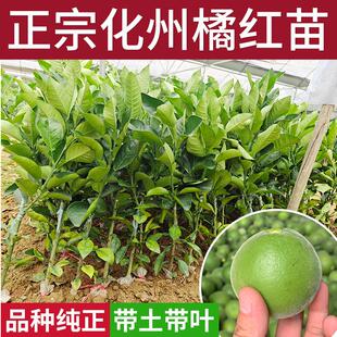 正宗化州橘红苗树苗药用桔红种苗嫁接果树苗南方种植正毛化橘红苗