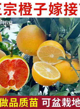 橙子树苗廉江红橙脐橙血橙苗庭院