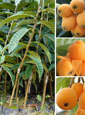 枇杷树苗大五星早钟六号嫁接早晚熟盆地栽南北方种庭院常绿水果苗