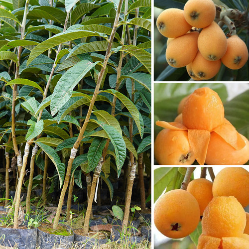 枇杷苗大五星早钟六果树苗盆地栽