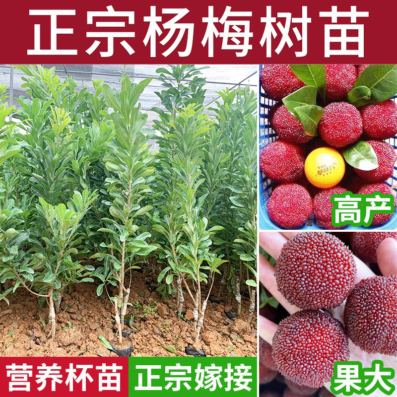 杨梅苗嫁接大树苗东魁黑炭早熟晚熟杨梅南北方庭院常绿盆栽果树苗