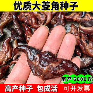 早熟高产大青菱角种子种苗红菱角种子池塘河道净化水质水生植物