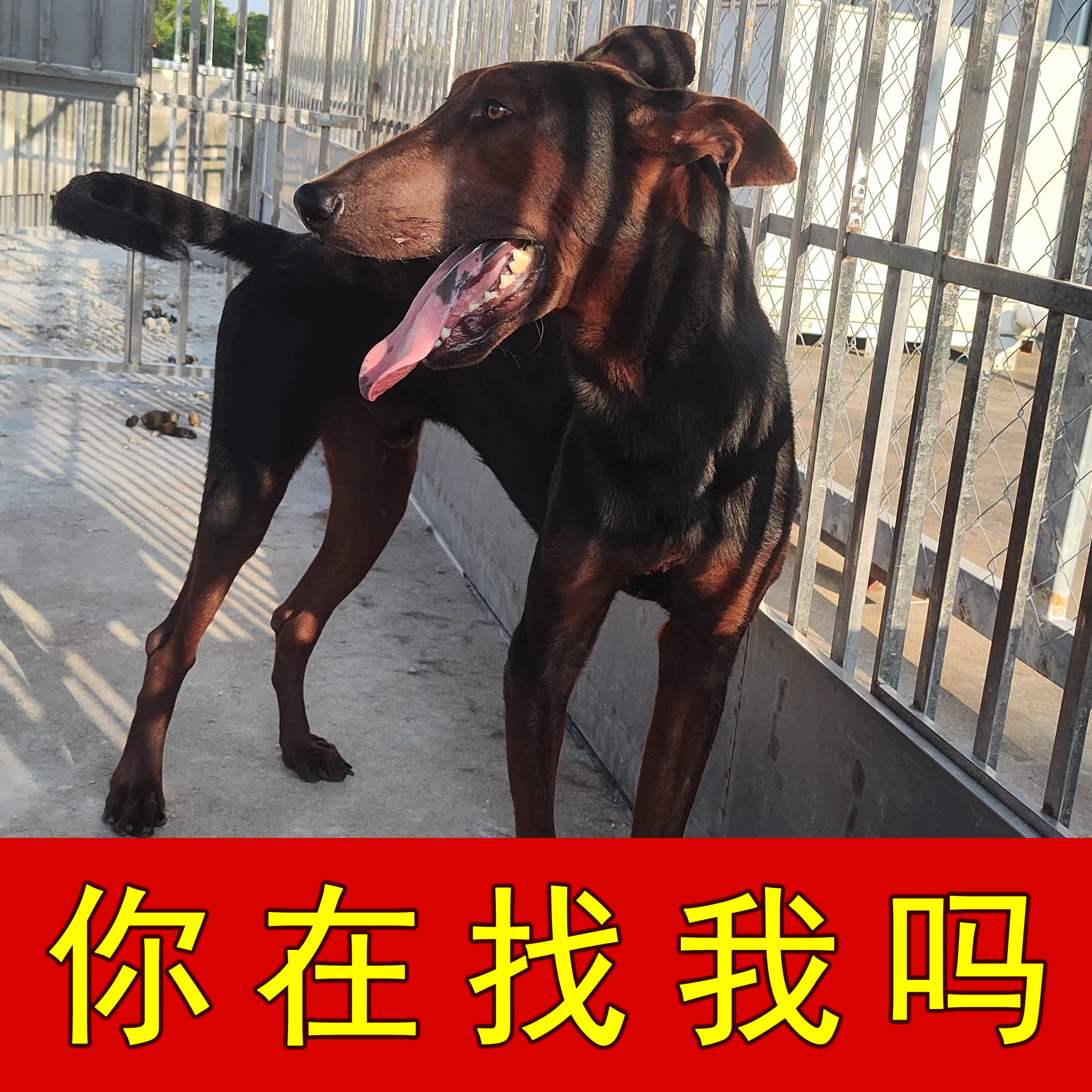 纯种莱州红配种幼犬金毛拉布拉多