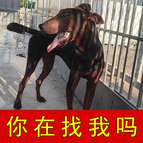 纯种莱州红配种幼犬金毛拉布拉多
