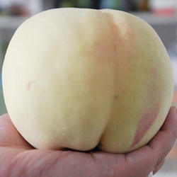 正宗肥城肥桃桃子新鲜脆桃甜桃中华寿桃2025现摘包邮