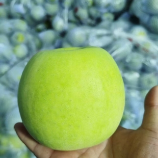 瑞雪苹果甘肃平凉灵台特产高原脆甜水果时令现摘现发不打蜡带皮吃