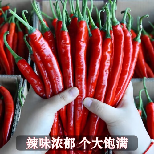 2026新鲜线辣椒二荆条红香辣剁椒