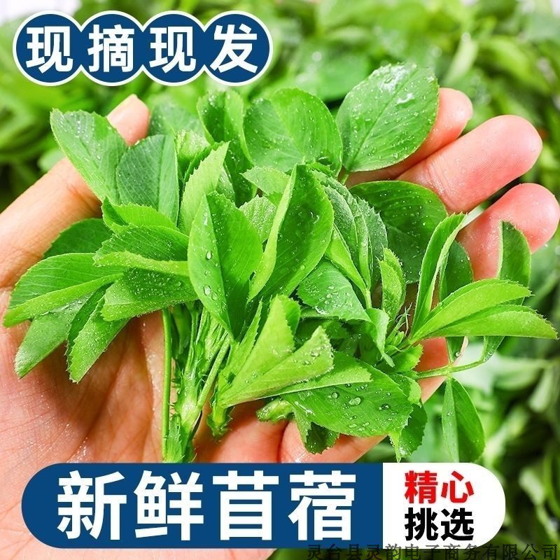 新鲜食用苜蓿菜草芽头应当季全叶露天蔬菜农家黄金花苗凉拌饺子馅