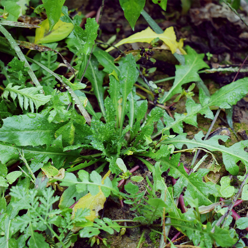 顺丰包邮荠菜野菜新鲜秦岭纯野生荠菜