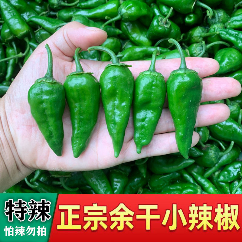 特辣新鲜余干辣椒薄皮青辣椒安徽超辣新鲜小余椒现采现发农家自种