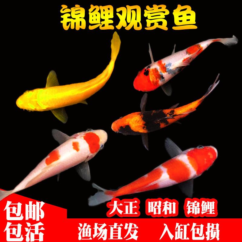 日本红白锦鲤活鱼纯种德系锦鲤鱼活鱼草金鱼冷水观赏鱼昭和大正