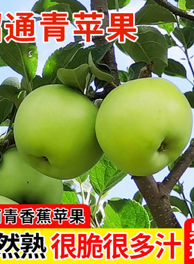 正宗云南昭通小青香蕉青苹果水果新鲜10斤装当季整箱包邮脆甜现摘
