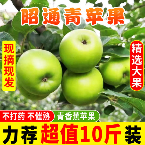 现摘云南昭通正宗小青香蕉青苹果水果新鲜10斤装当季整箱包邮脆甜