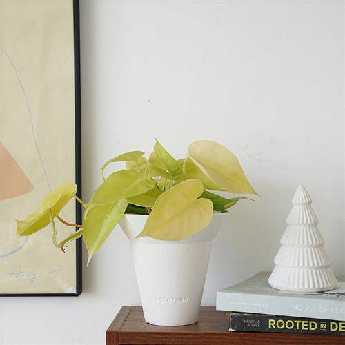 植物私生活 柠檬汁蔓绿绒 心型金色叶子小众美感桌面垂吊爬藤植物