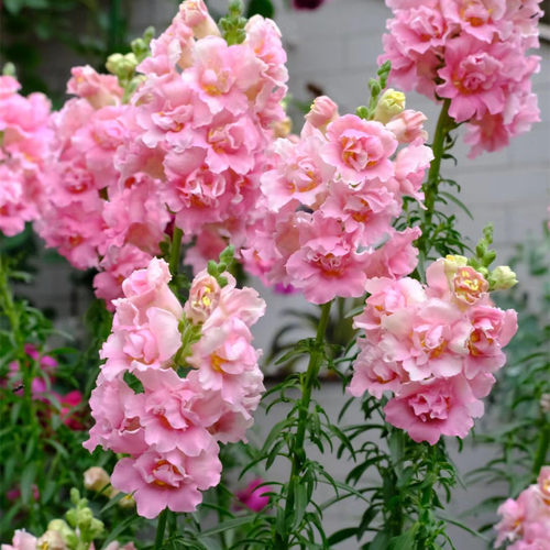 重瓣金鱼草穴盘苗乙女星高杆花多