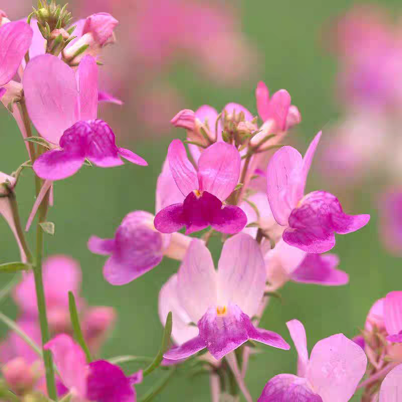 满18元包邮  柳穿鱼花苗盆栽苗绿植耐寒阳台庭院花园趣味花期长,鲜花速递/花卉仿真/绿植园艺,时令草本花卉,淘宝优惠券,粉丝福利购,淘宝优惠卷