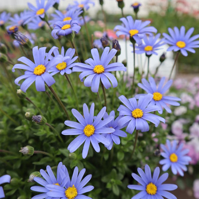 蓝雏菊穴盘苗蓝色花朵量大花期长