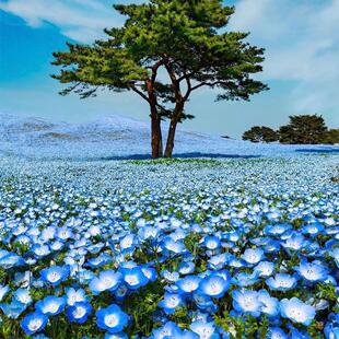 喜林草花苗粉蝶花穴盘苗绿化庭院花园植物趣味盆栽颜色清新亮眼好