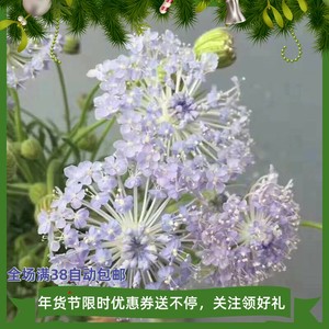 翠株花阳台庭院翠株花苗高杆春秋