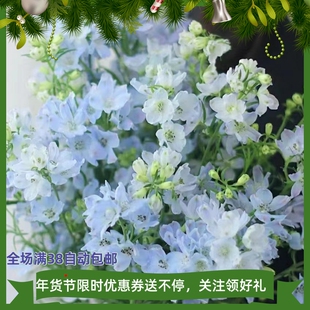 小飞燕千鸟花小花飞燕穴盘苗耐寒耐热多年生阳台庭院花园满额包邮