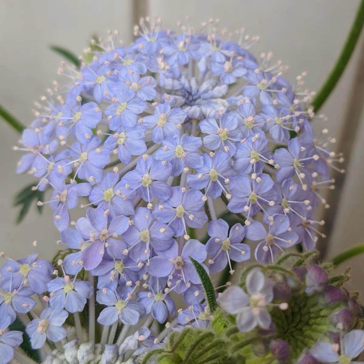 翠株花阳台庭院翠株花苗高杆春秋