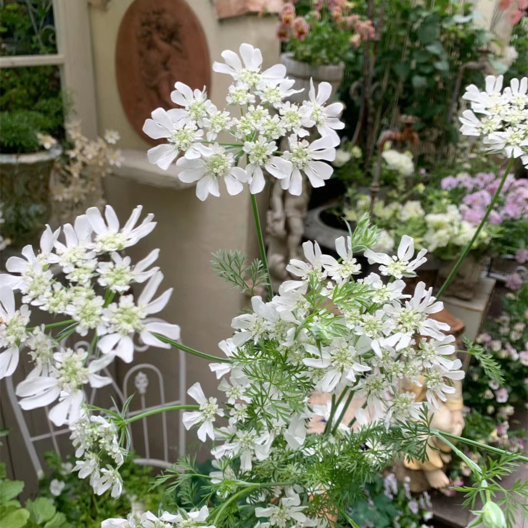 阿米芹蕾丝花白香飞花卉春季包邮