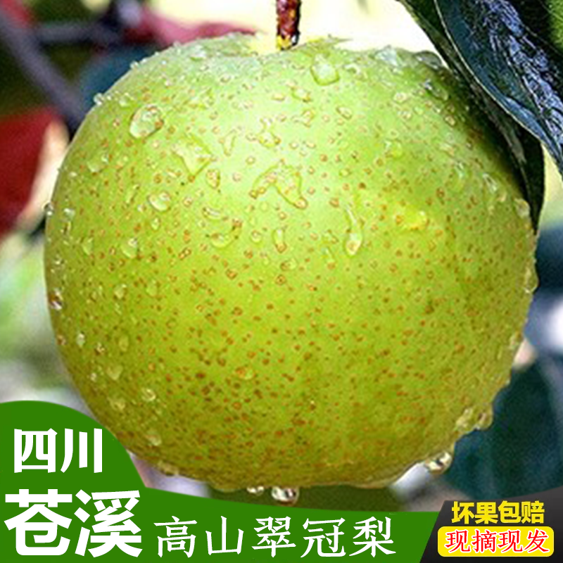正宗四川广元苍溪青皮翠冠梨子非皇冠绿宝石苹果梨应季新鲜包邮