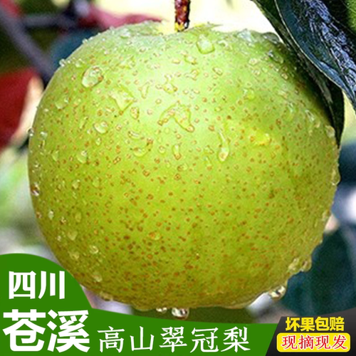 正宗四川广元苍溪青皮翠冠梨子非皇冠绿宝石苹果梨应季新鲜包邮