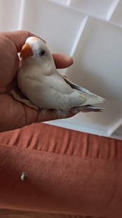 手养牡丹鹦鹉紫伊莎，蓝伊莎，金头澳闪，绿桃，苹果绿澳桂，蓝熏