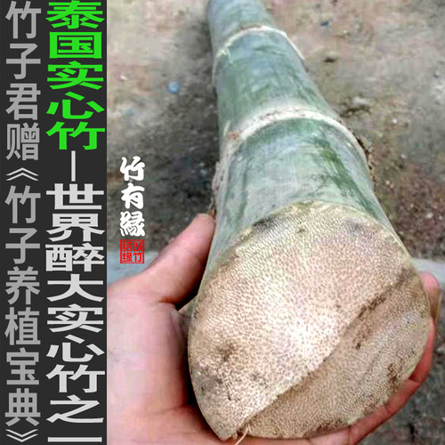 竹子君泰国实心竹大直径