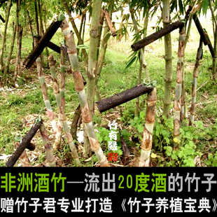 非洲酒竹锐药竹会产出酒的竹子苗庭院阳台绿植植物竹子君基地直销