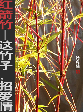 箭竹红箭竹红色竹子君红竹子苗庭院阳台室内绿植竹盆栽景基地直销