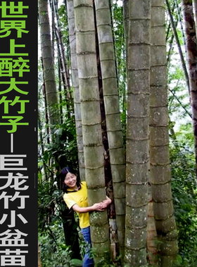 巨龙竹庭院绿植基地直销美观大