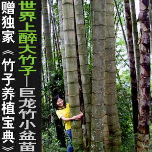云南巨龙竹苗竹子苗巨龙竹种子苗大竹子苗庭院绿植竹子君基地直销