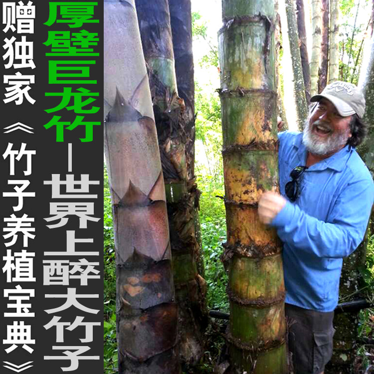 厚壁巨龙竹苗竹子君巨龙竹苗世界上醉高大竹子苗庭院绿植基地直销