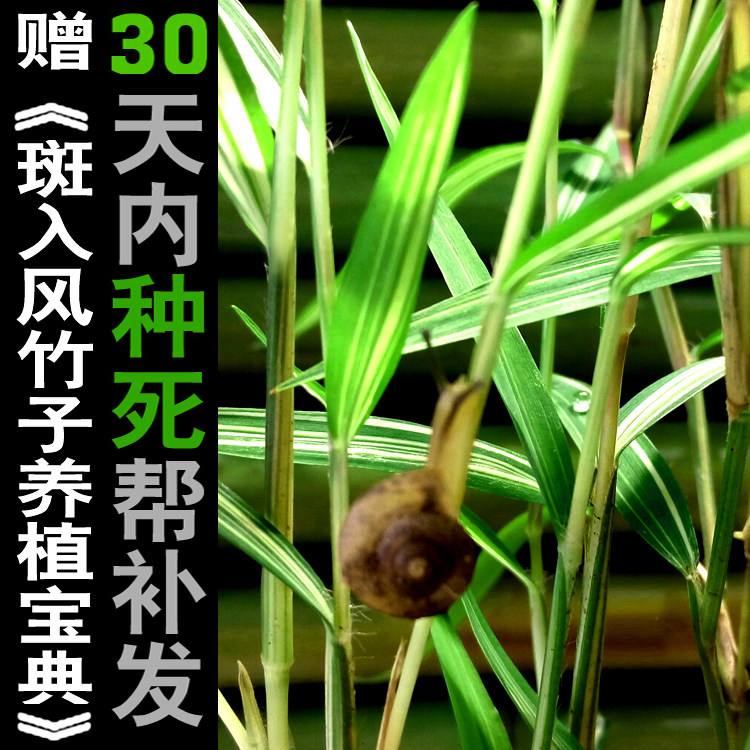 斑入风竹室内阳台茶几绿植盆栽植物迷你小竹子苗盆景竹矮小微型竹