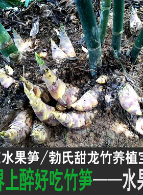 水果笋竹甜竹苗勃氏甜龙竹生吃