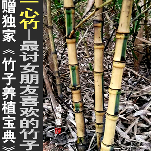 一心竹黄金罗汉竹子君观赏竹庭院室内绿植竹盆栽景竹基地直销
