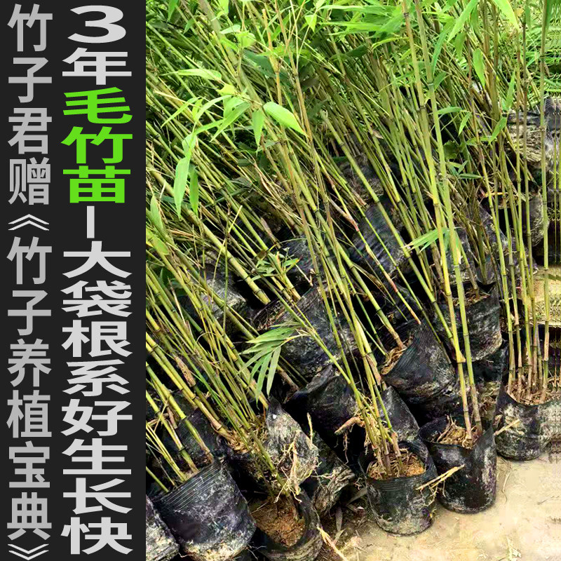3年毛竹苗楠竹大袋苗孟宗竹苗毛竹种子大袋苗毛竹造林苗基地发货