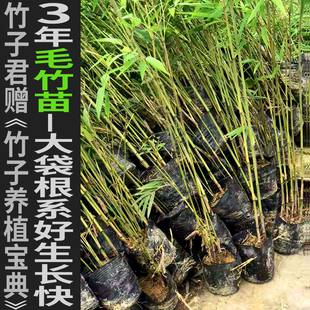 3年毛竹苗楠竹大袋苗孟宗竹苗毛竹种子大袋苗毛竹造林苗基地发货