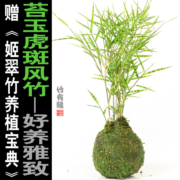 苔玉虎斑风竹室内绿植迷你小竹子苗竹盆栽景竹桌上阳台基地直销