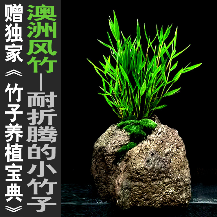 澳洲风竹迷你小竹子苗君·庭院阳台茶几办公桌室内绿植竹盆栽景竹
