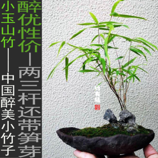 小玉山竹竹子君迷你小竹子苗庭院阳台茶几办公室内绿植竹盆栽景竹