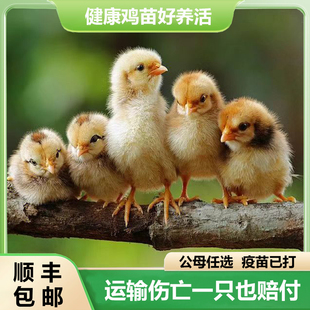 五黑绿壳蛋小鸡家养土鸡三黄鸡宠物鸡观赏零售 小鸡活体小鸡仔活