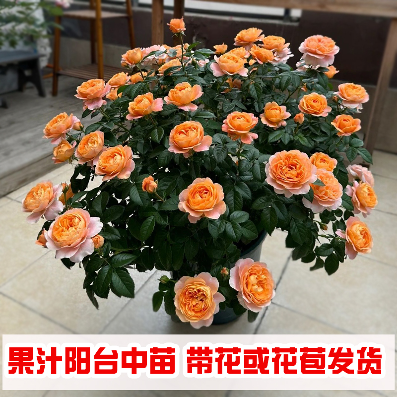 果汁阳台月季盆栽带花苞中苗灌木阳台浓香型大花四季开花植物