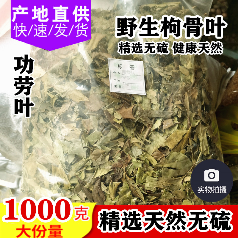 中药材野功劳叶1000g枸骨叶猫儿刺老鼠刺八角刺 有枸骨子枸骨根