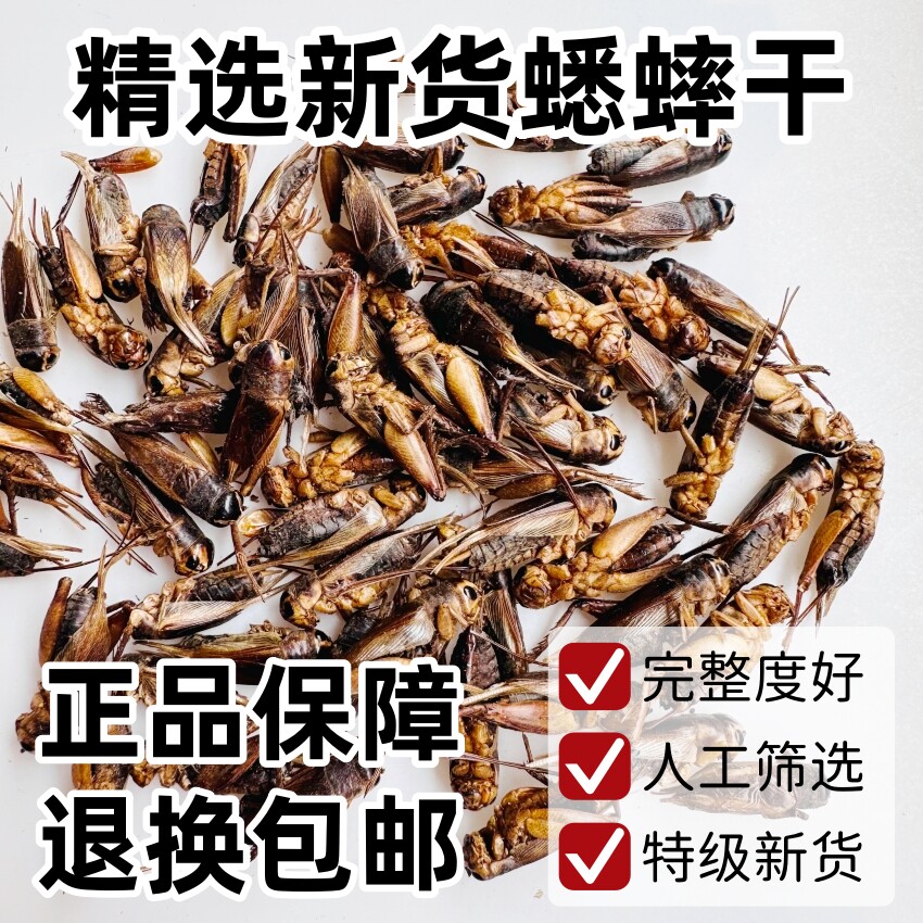 蟋蟀中药材干蟋蟀精选500克包邮干蛐蛐正品新货野生店里有五谷虫